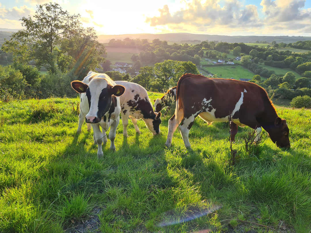 Cows graze at Holden Farm