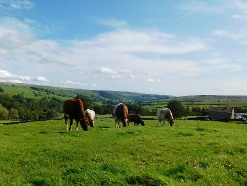 Biodiversity with Andrew Hattan of Stonebeck Wensleydale