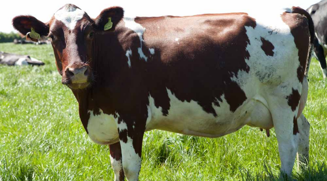 A cow standing in a lush field at Ulceby Grange Farm