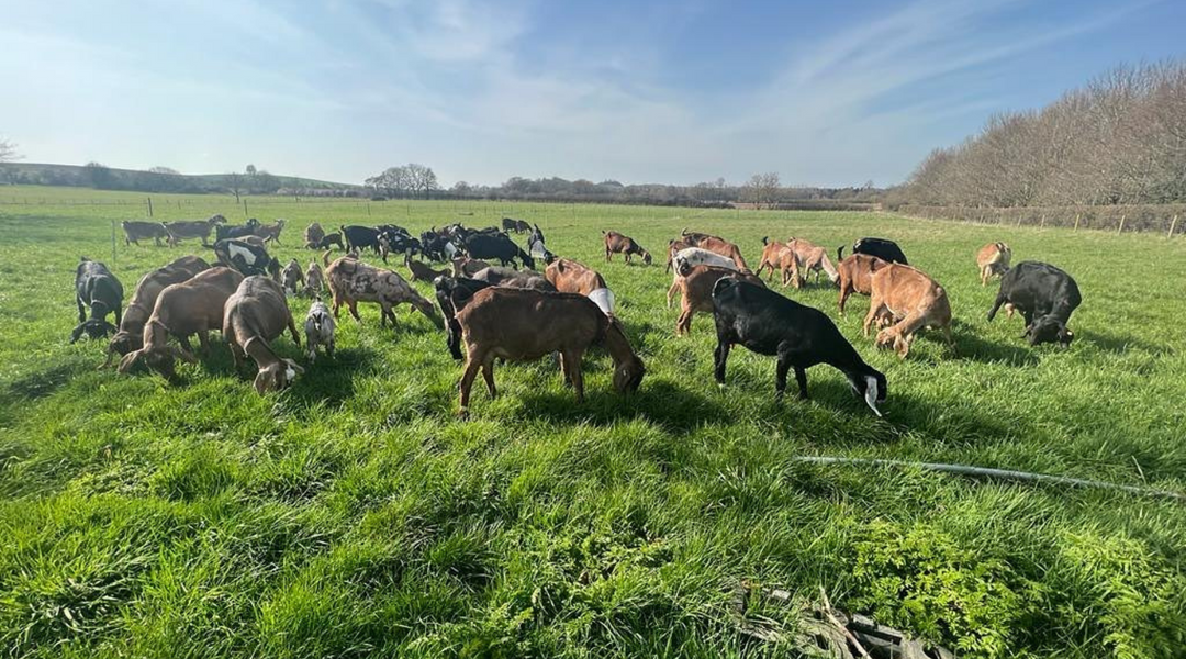 Norton and Yarrow goats graze outdoors