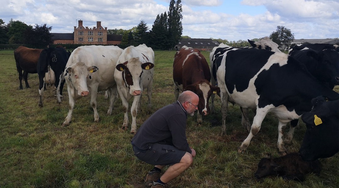 Paul from Appleby's Cheshire tends to a newborn calf 