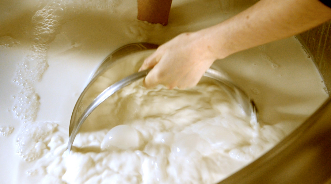 Hands in a vat of morning milk