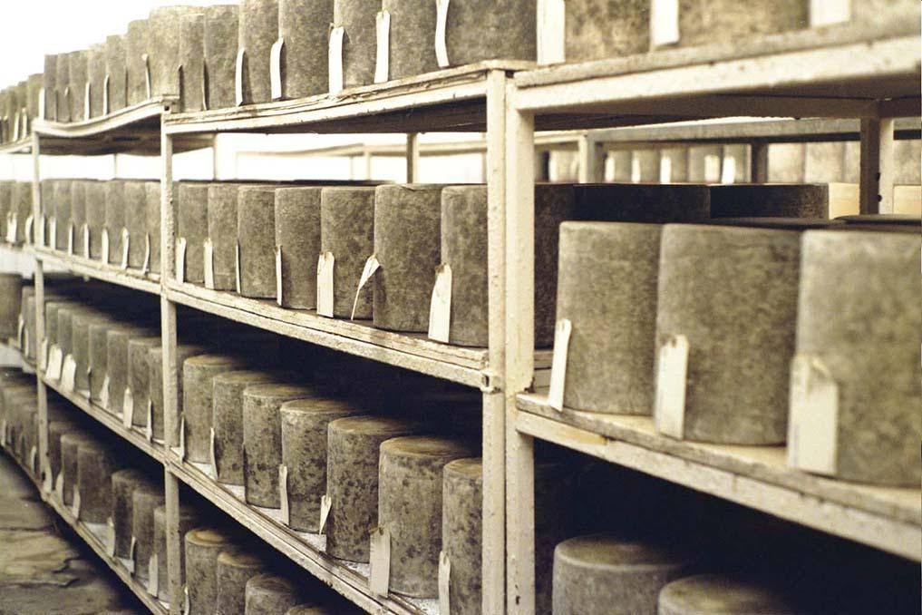 Cheeses maturing at Appleby's Cheshire cheese store