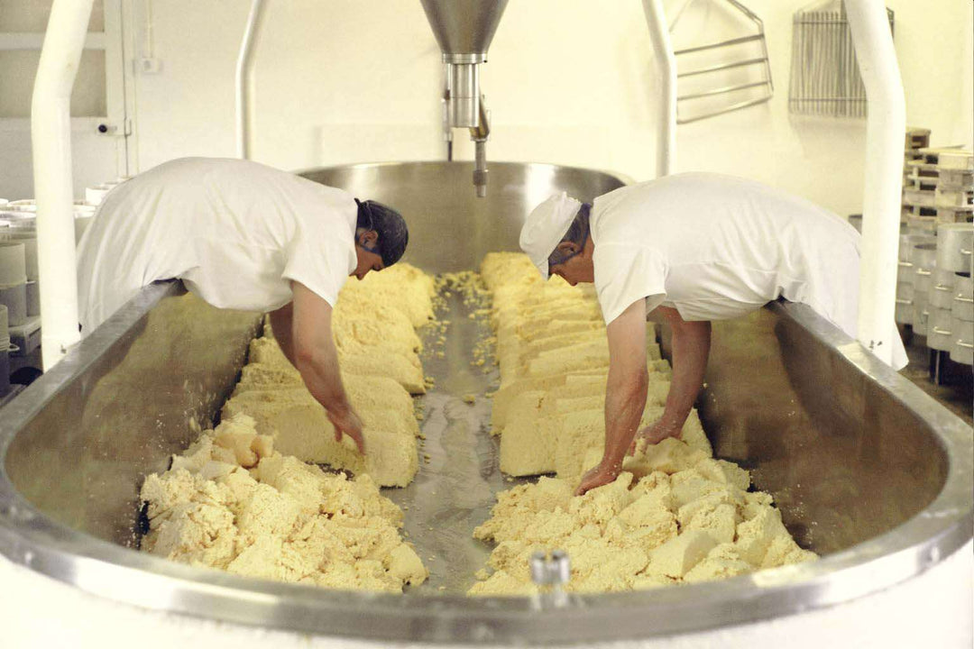 Appleby's Cheshire curd being made into blocks in the vat