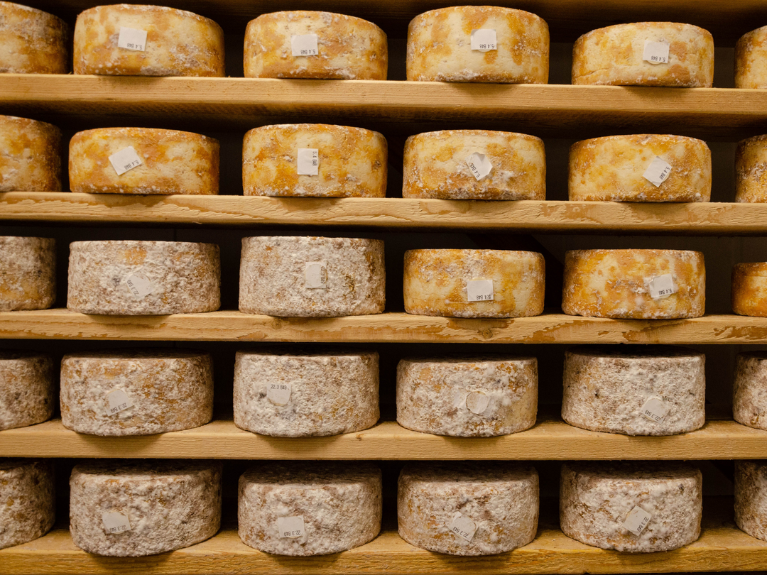 shelves of cheese at varying stages of maturation