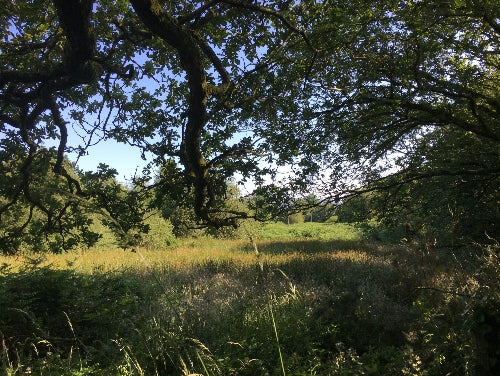 A view of the pasture on Alan Parry Jones' farm, where the milk for Brefu Bach is sourced