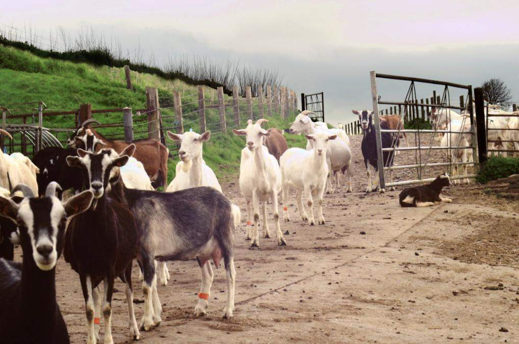 Goats at Sleight Farm Dairy in Somerset where Mary Holbrook makes her cheeses