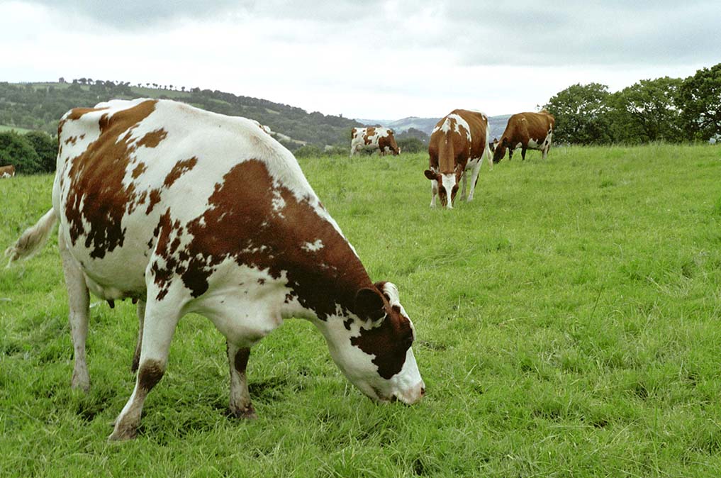 Hafod cows grazing in a field