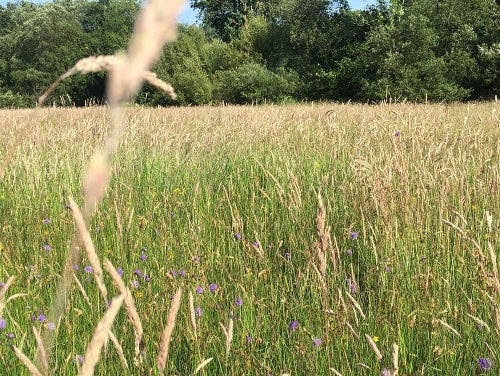 Biodiversity with Becky Holden of Hafod