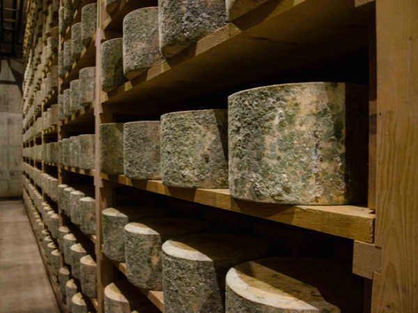 shelves of Westcombe farmhouse Cheddar